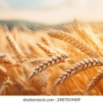 从传统到现代:ku游体育在体育行业中的创新之路 7n0gf6u8