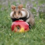 从新手到高手:掌握PA电游的技巧与策略分享 zh3baqmnc