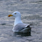 360足球直播比分最新赛况实时更新与精彩进球集锦 25t22d7w